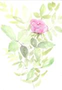 Une rose de Valloire par regis 